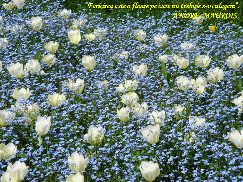 “Fericirea este o floare pe care nu trebuie s-o culegem”.    